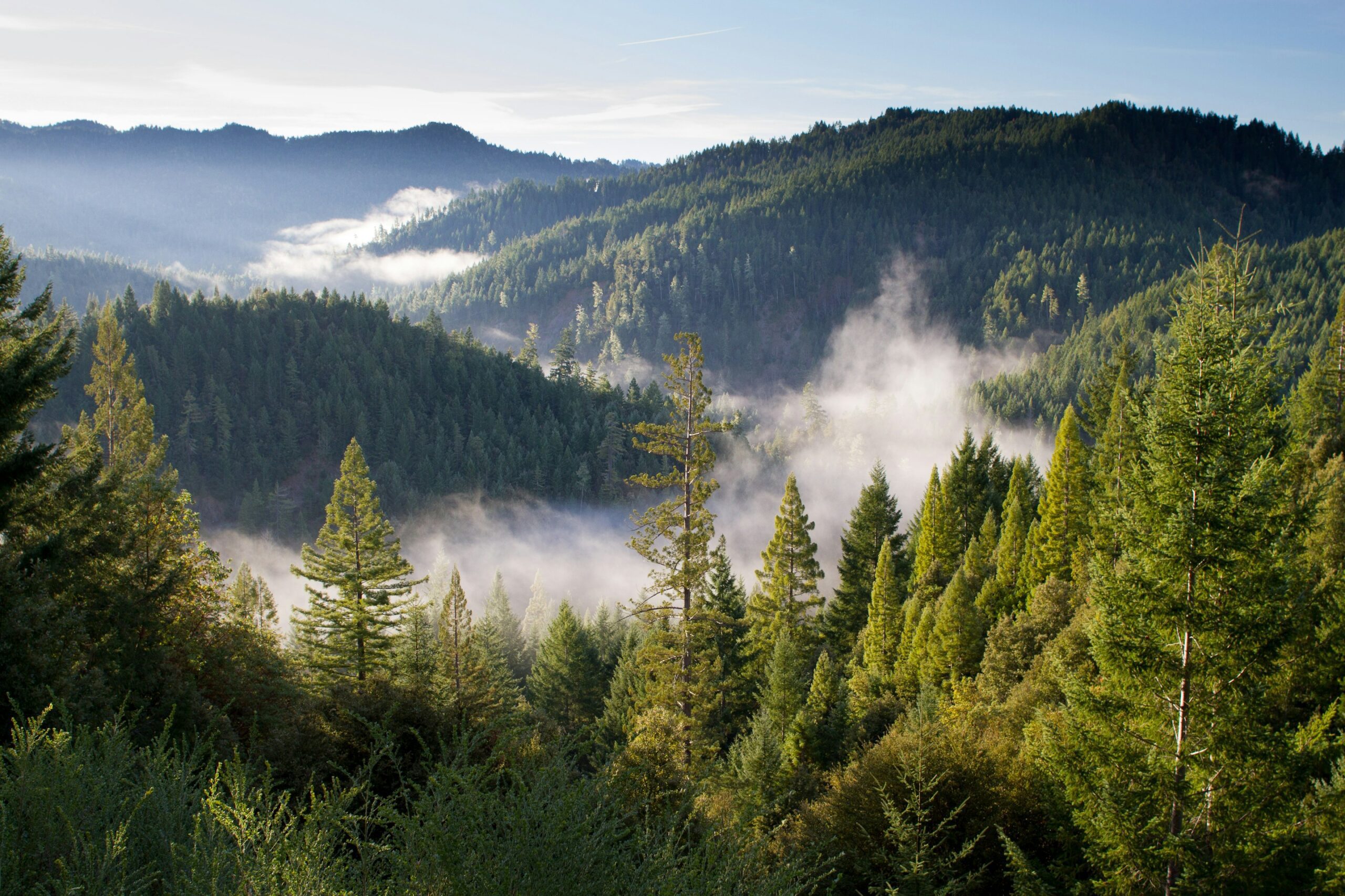 Misty forested hills.