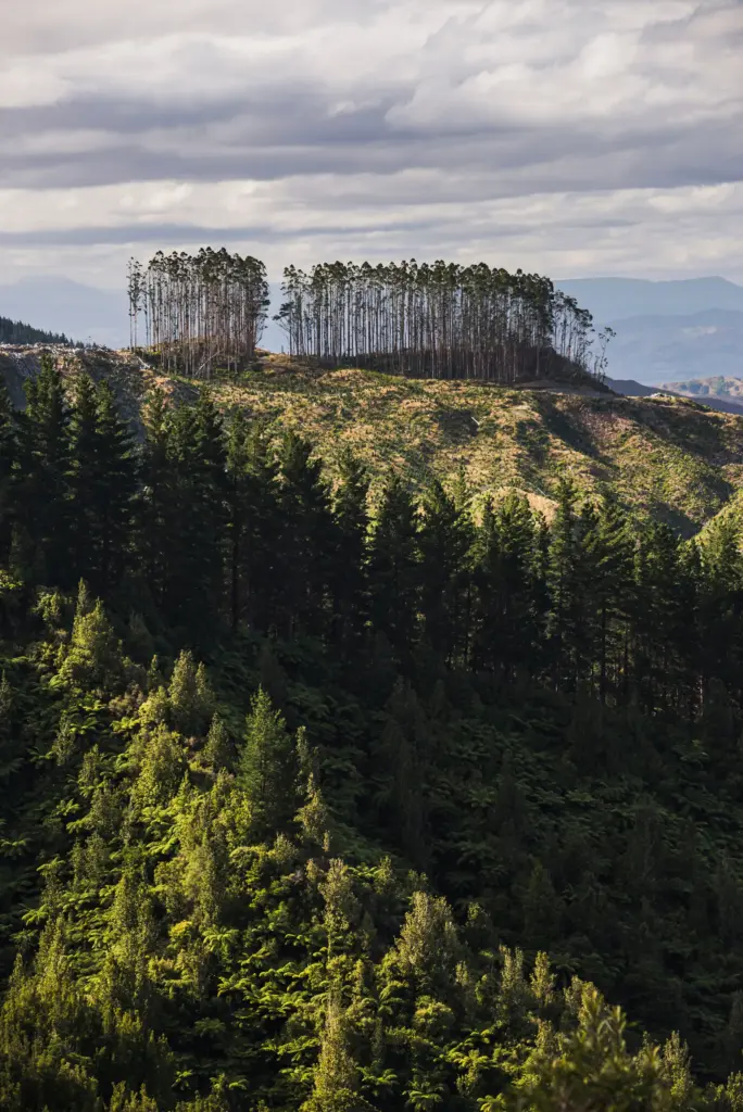 Isolated stand of tall trees on a ridge above a forested hillside.