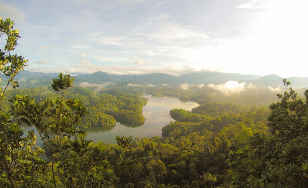 Wide view of a tropical river winding through a dense, misty forest.