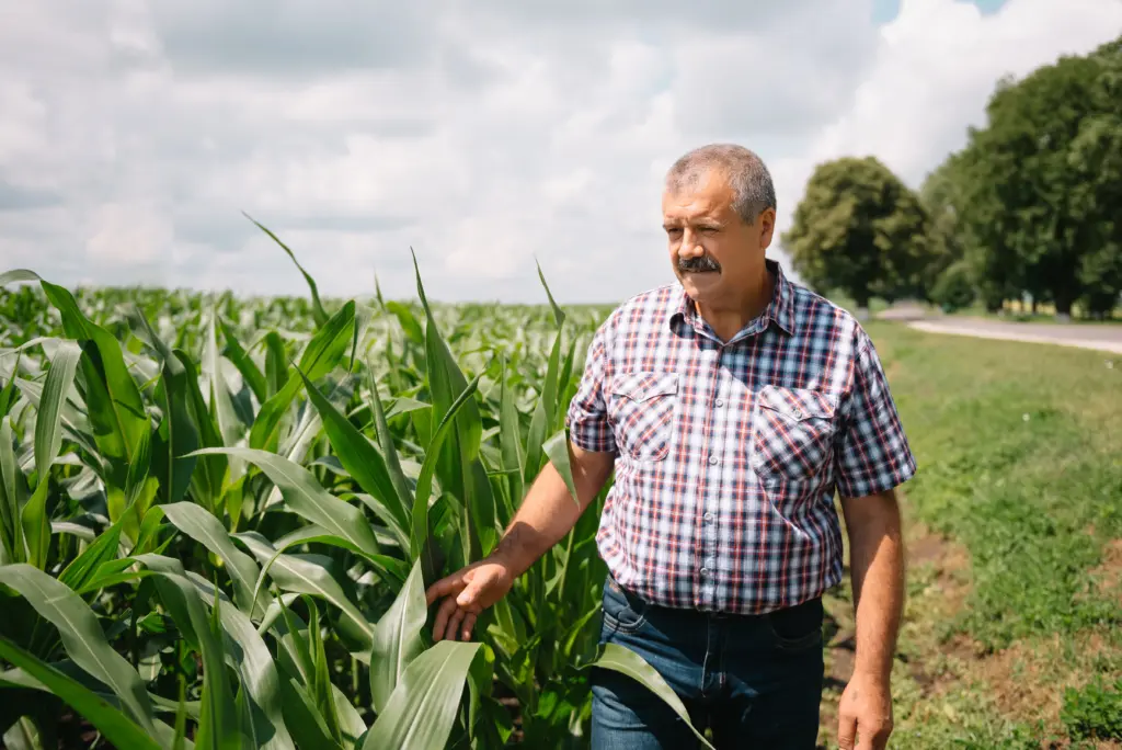 Farmer inspecting corn field.