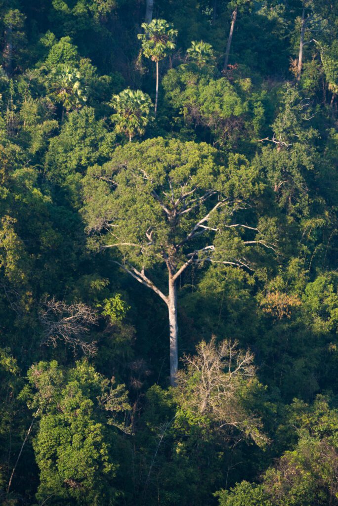 Tall emergent tree rising above a dense tropical forest canopy.