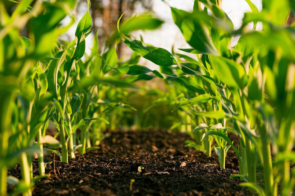 Rows of young corn plants growing in dark, fertile soil.