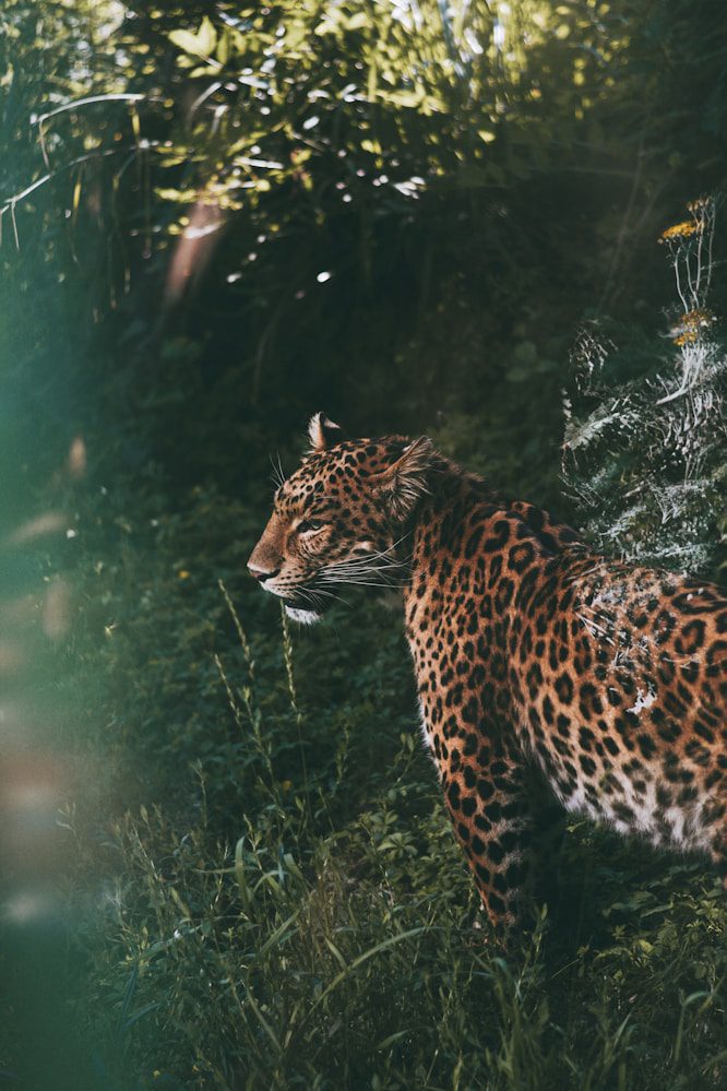 Leopard standing in a lush forest with dappled sunlight.