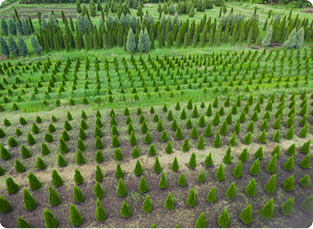 Vivero de Coníferas